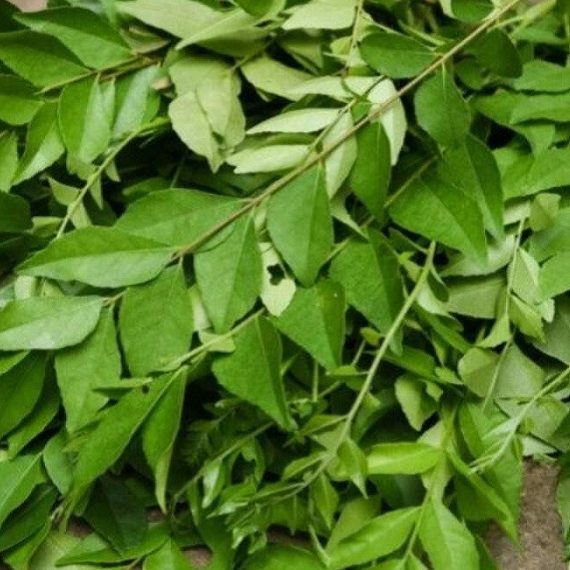 curry-leaves-for-hair-growth-istock-1