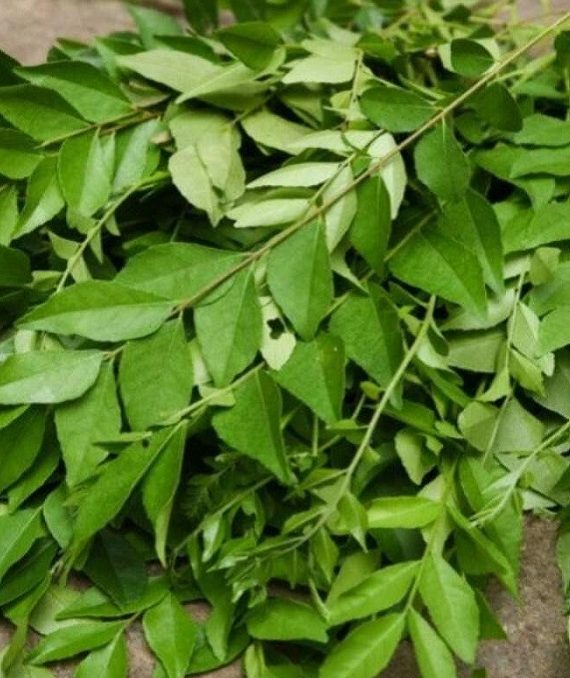 curry-leaves-for-hair-growth-istock-1